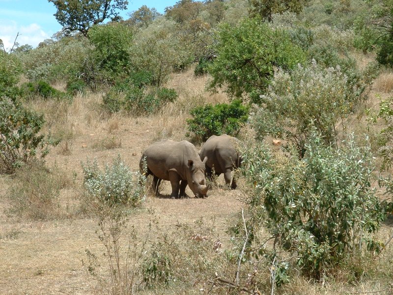 gal/Honeymoon/Masai Mara/DSCF0022.JPG